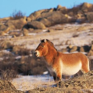 Essence of Mongolia