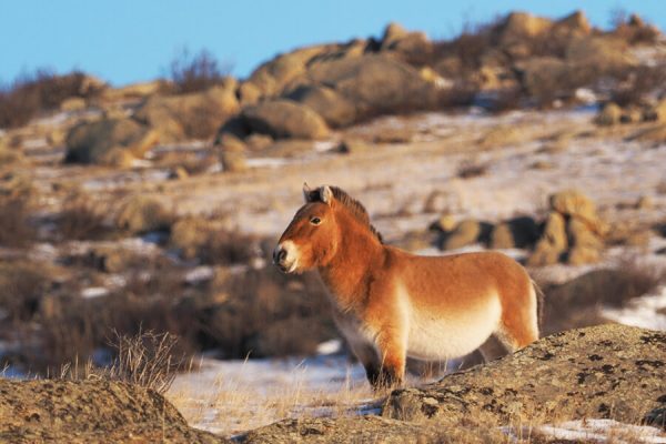 Essence of Mongolia