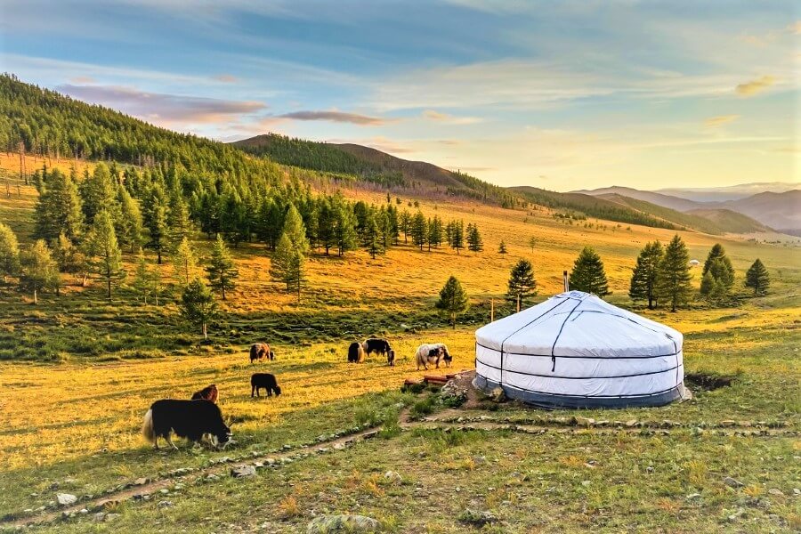 Indulge in Wildlife of Mongolia