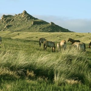 Exploring Mongolia With Family