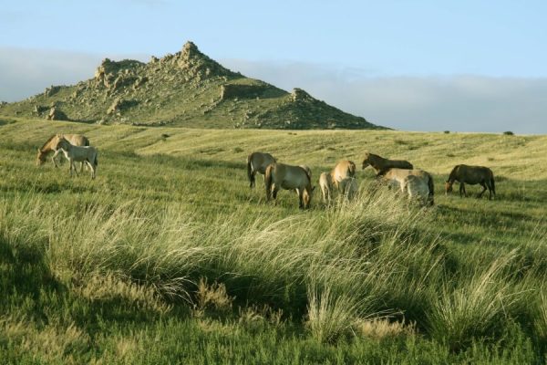 Exploring Mongolia With Family