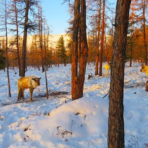 Murun Town reindeer winter