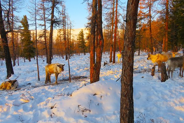 Murun Town reindeer winter