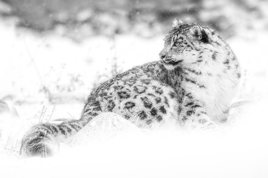 snow leopards in mongolia