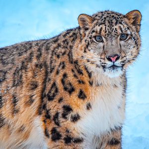 snow leopards in mongolia