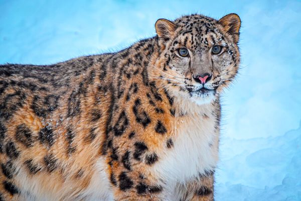 snow leopards in mongolia