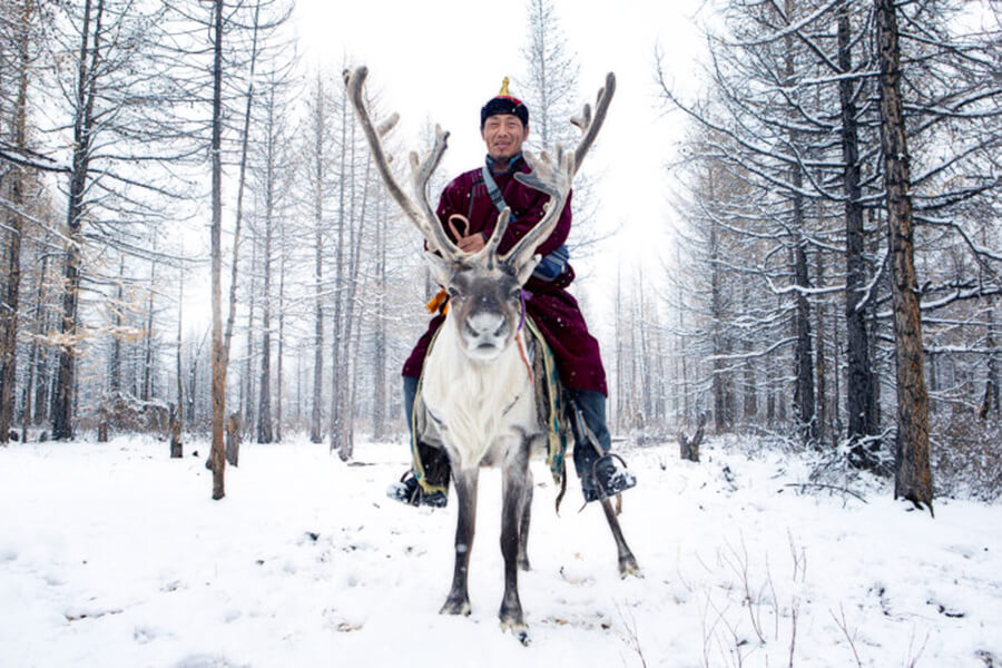 taiga reindeer