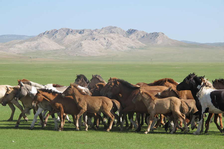 Khustai National Park - Mongolia trips