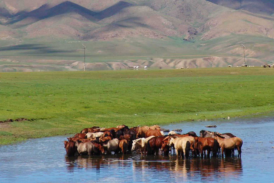 Khustai National Park - Mongolia Tour Packages