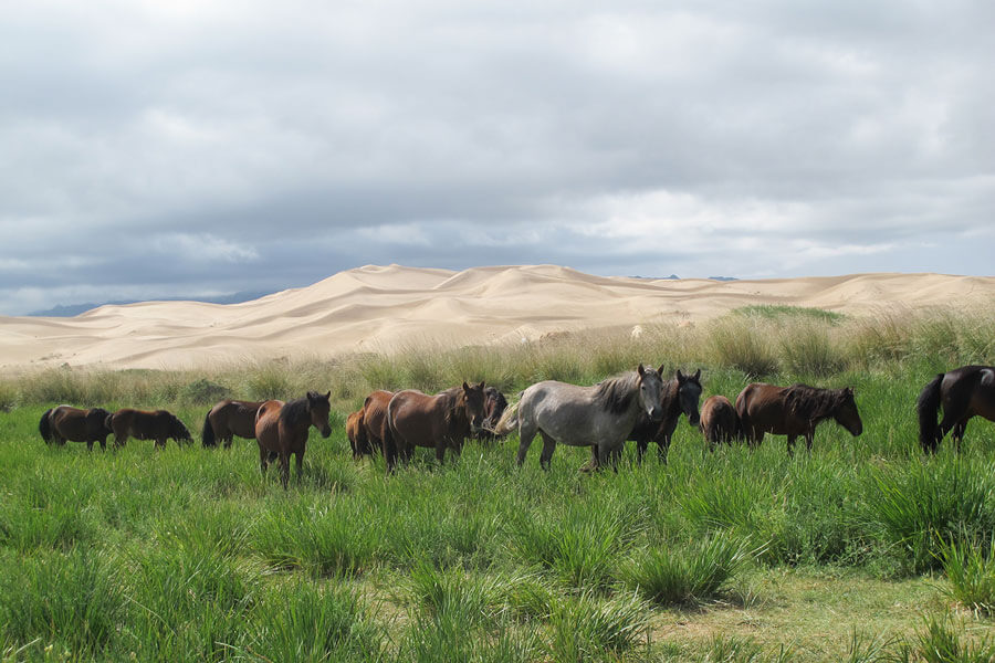 Middle Gobi - Mongolia trip