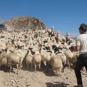 Sheep Nomadic Herder’s Family - Mongolia tour