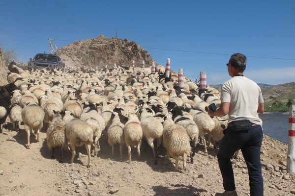 Sheep Nomadic Herder’s Family - Mongolia tour