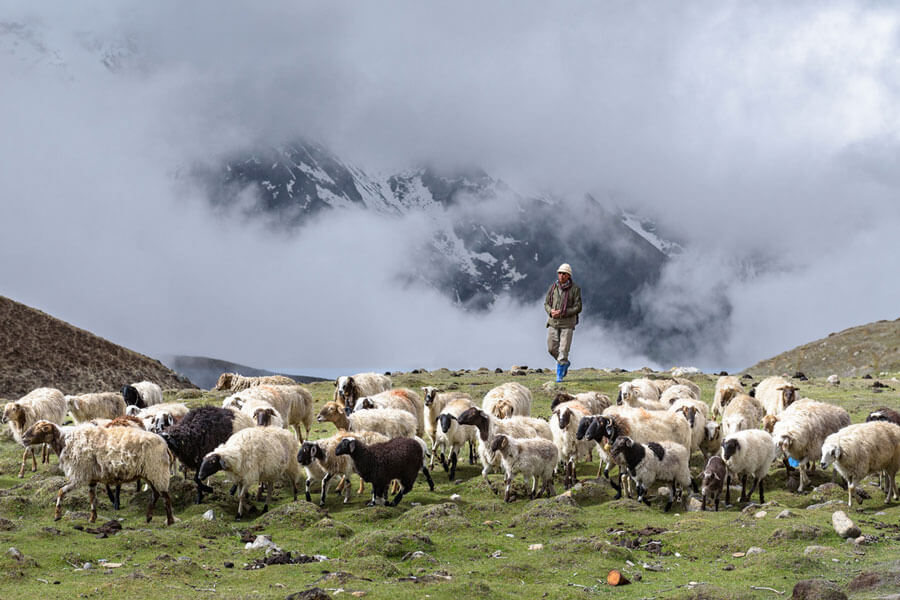 Yak Nomadic Herder’s Family - Mongolia trip