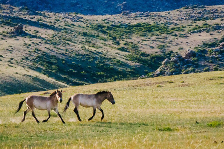Horse - Mongolia adventure tours
