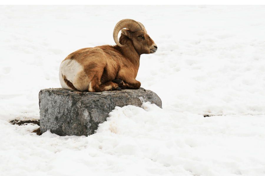 Argali sheep spotted on the Mongolian Tours (1)