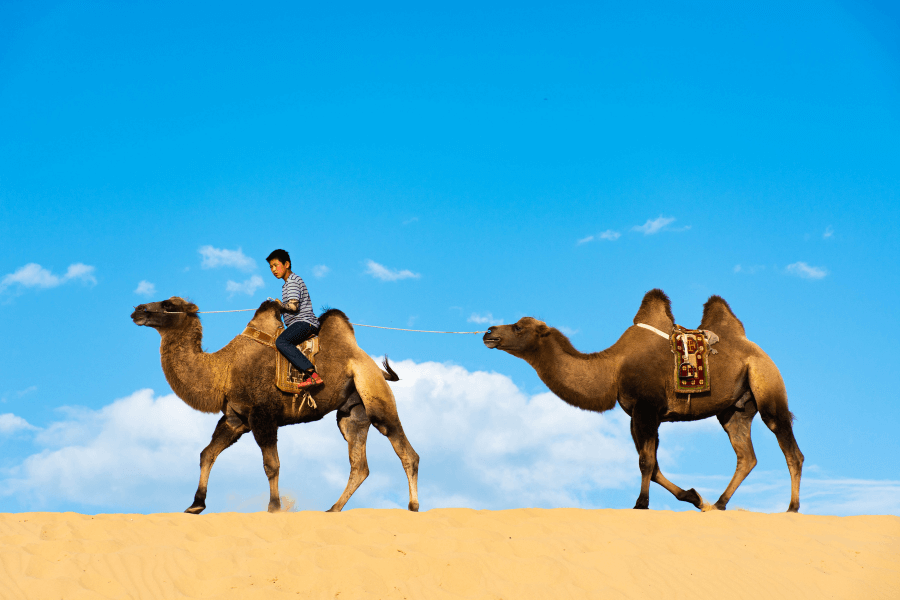 Camel Riding for the best time in Mongolia Vacation package