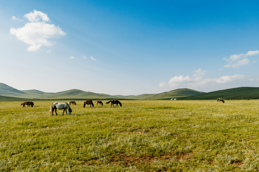 Ecosystem of Hustai National Park for the Mongolia Vacation
