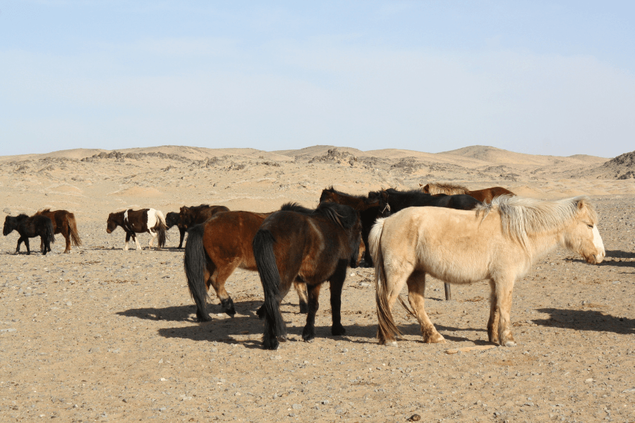 Wild Takhi Horses in Mongolia Travel Packages