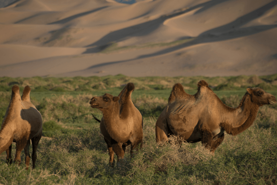 Camel Trekking in the Gobi Desert during Mongolia Summer Trip
