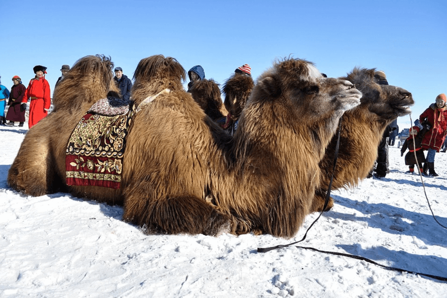 The origin of Thousand Camel Festival