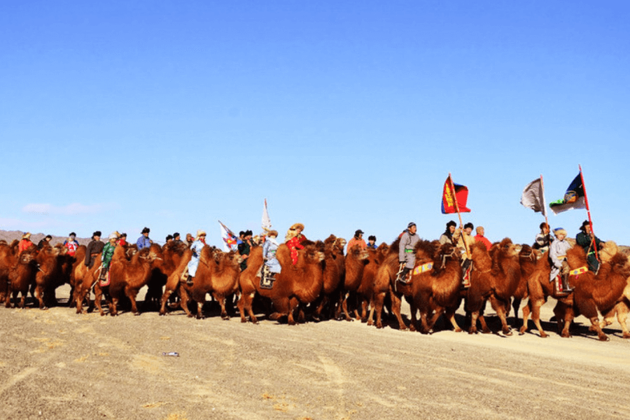 Time the Thousand Camel Festival in Mongolia occurred