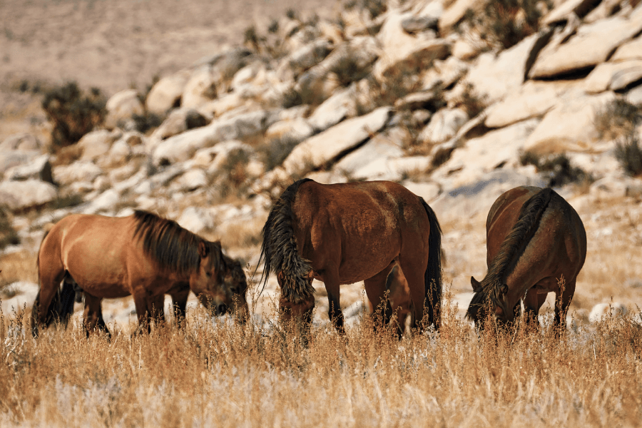 Mongolian Wildlife | Top 10+ Most Iconic Wild Animals of Mongolia