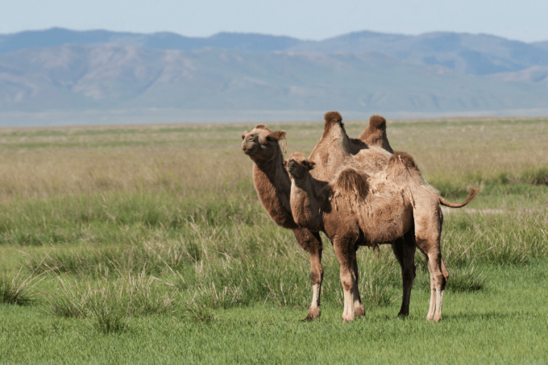 Mongolian Wildlife | Top 10+ Most Iconic Wild Animals of Mongolia - Go ...