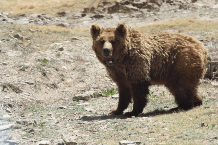 mongolian-wildlife-top-10-most-iconic-wild-animals-of-mongolia-go