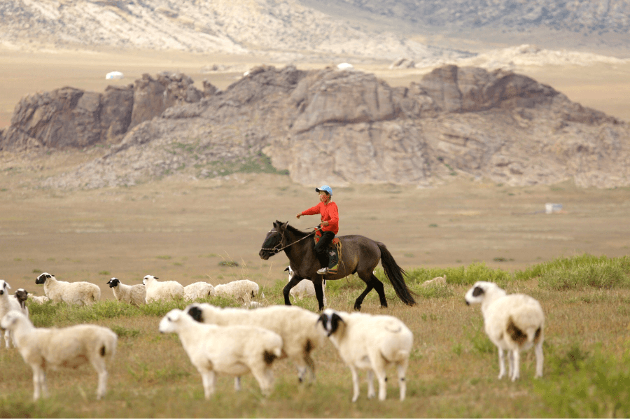 How Go Mongolia Tours Receive Your Information