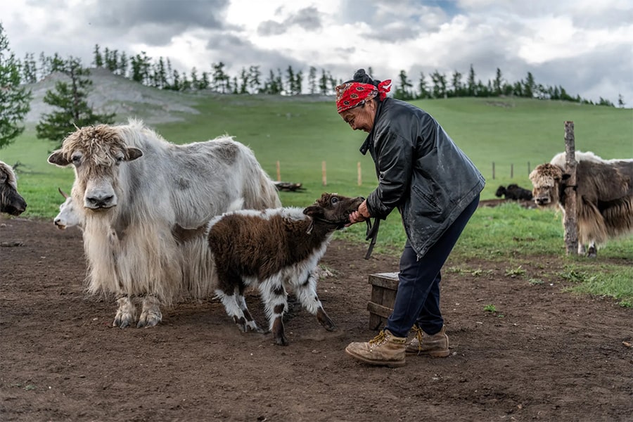 Yak Herder’s Nomadic Family - mongolia tour packages