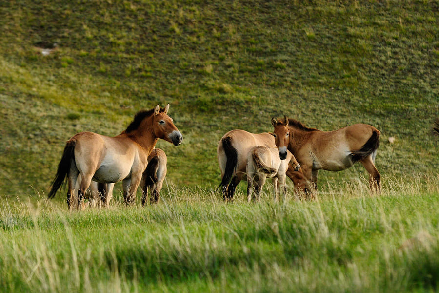hustai national park - mongolia must-visit attraction