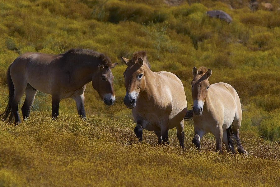 Takhi Przewalski s Horse The Official National Animal Of Mongolia 