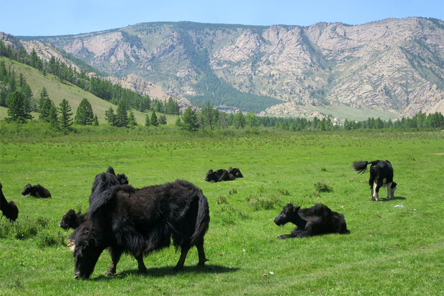 Terelj National Park - mongolia itinerary 5 days