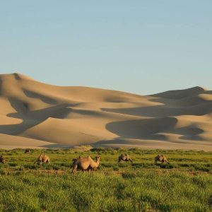 Khongor Sand Dunes - best destination in mongolia trip